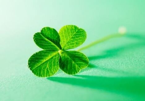 Plants have amulets that can protect against negativity, one of them is clover