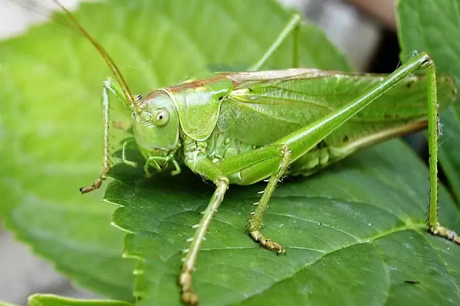 Good Luck Amulet - Cricket